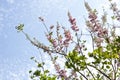 Gliricidia maculata, hoa ÃâÃ¡Â»â mai, Viet Nam
